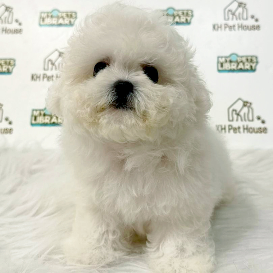 Tiny Bichon Frise Puppy