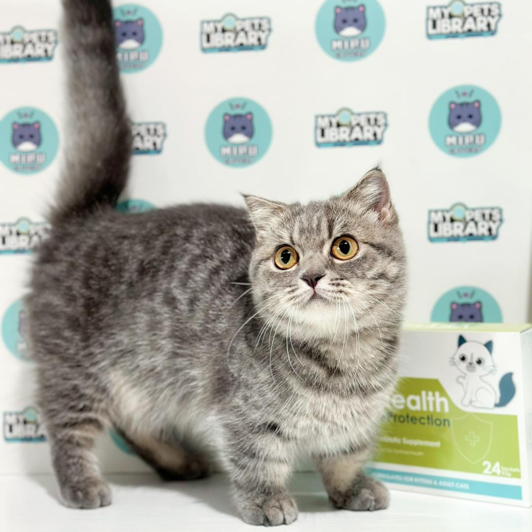 Super Short Munchkin British Shorthair Kitten