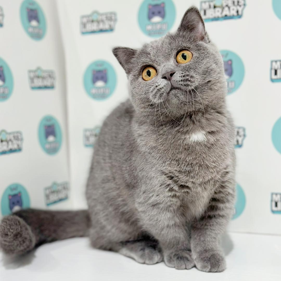Super Short Munchkin British Shorthair Kitten