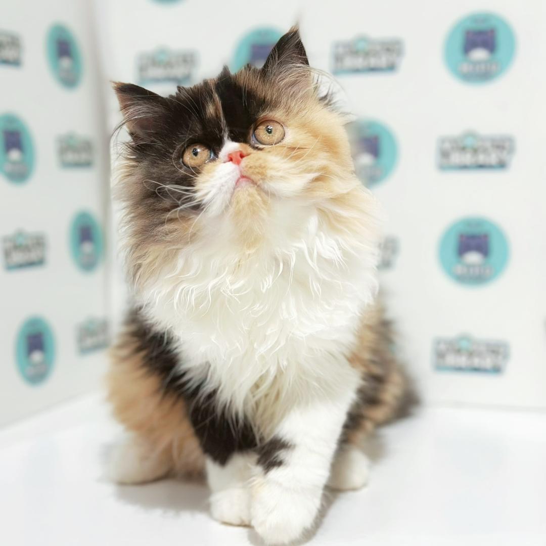 Persian Kitten
