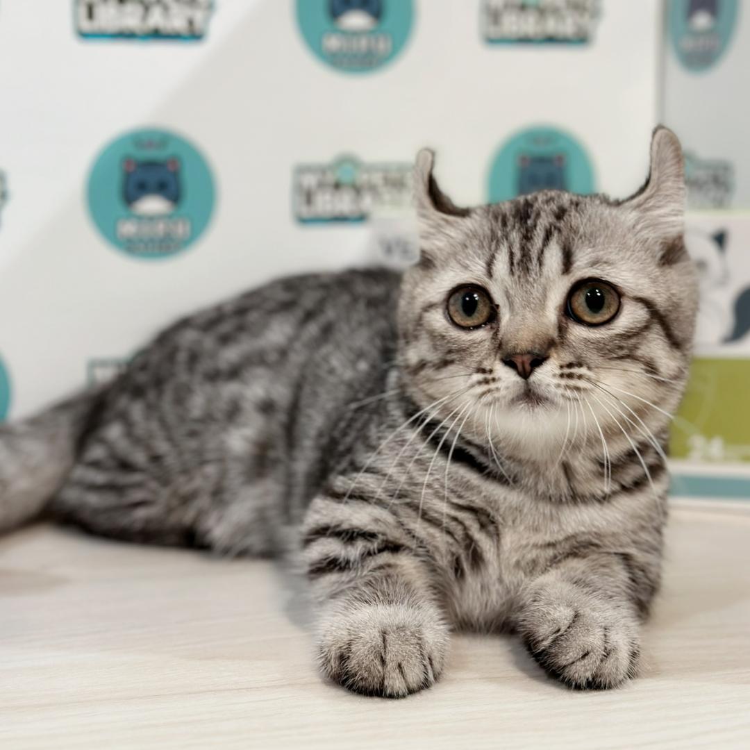 Super Short Munchkin Kinkalow Kitten