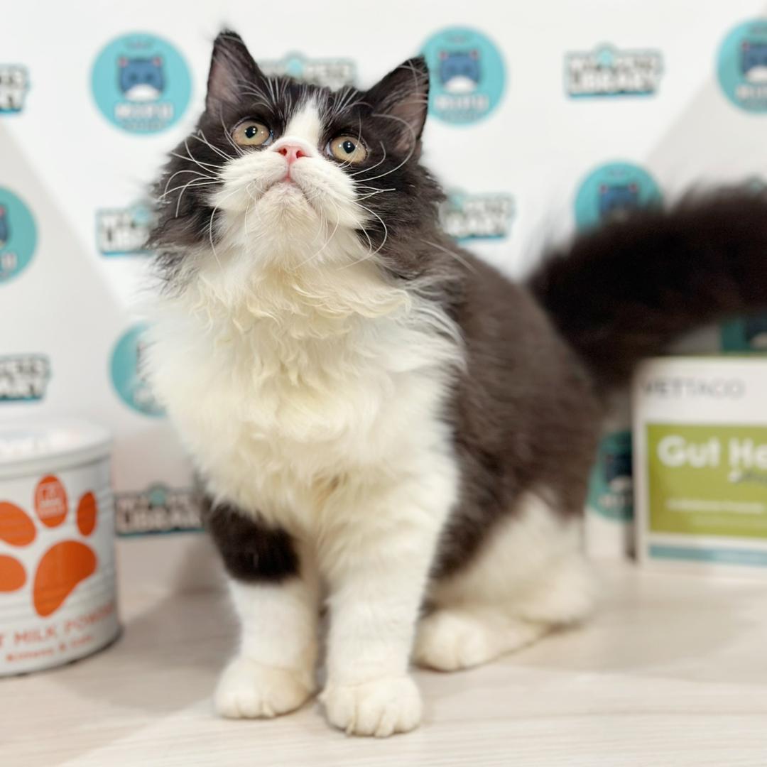 Persian Kitten