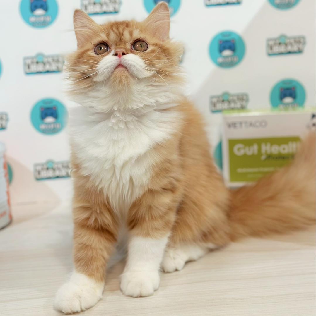Persian Kitten