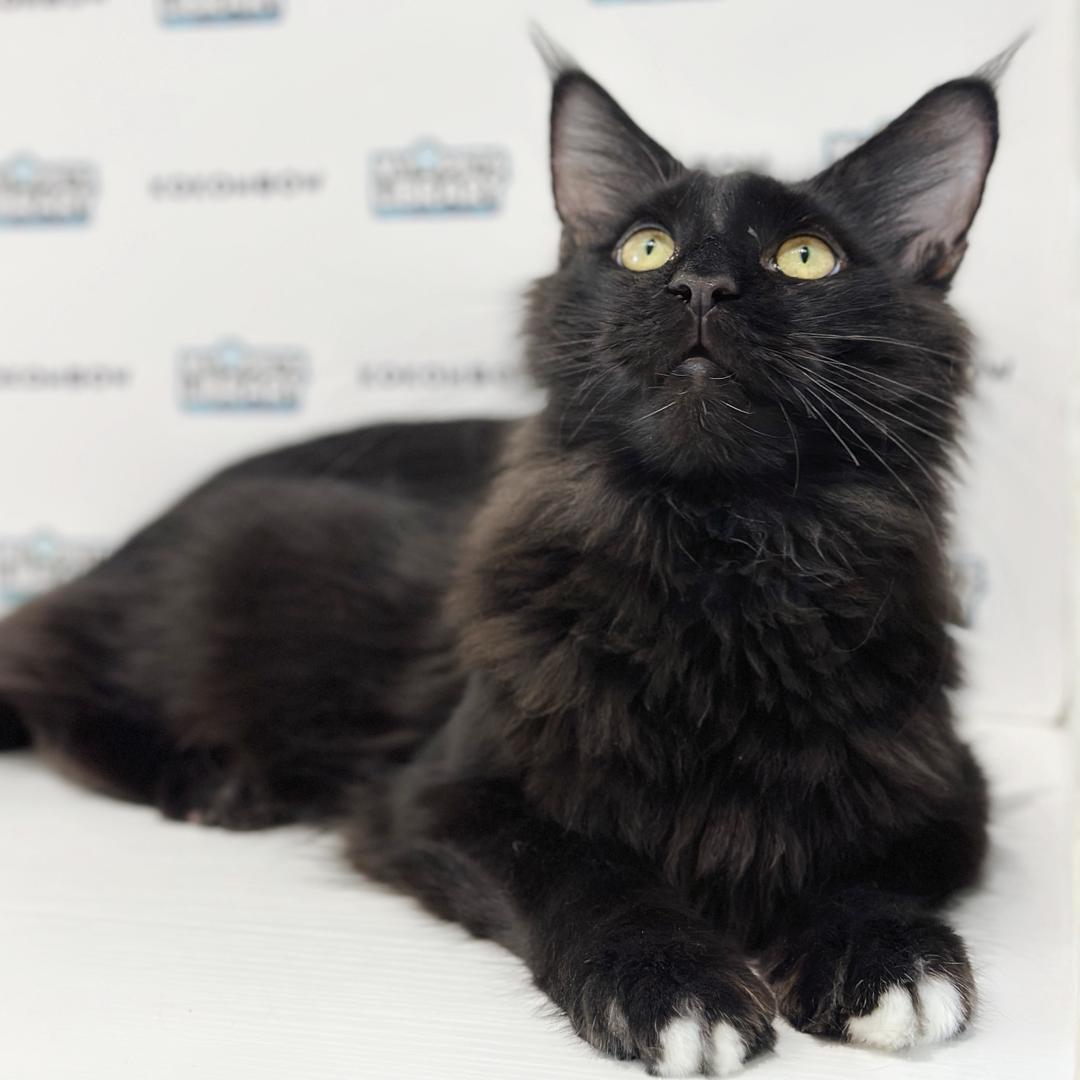 Maine Coon Kitten