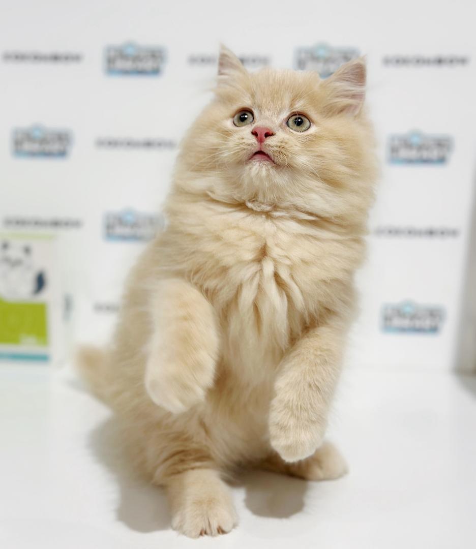Turkish Angora British Longhair Kitten