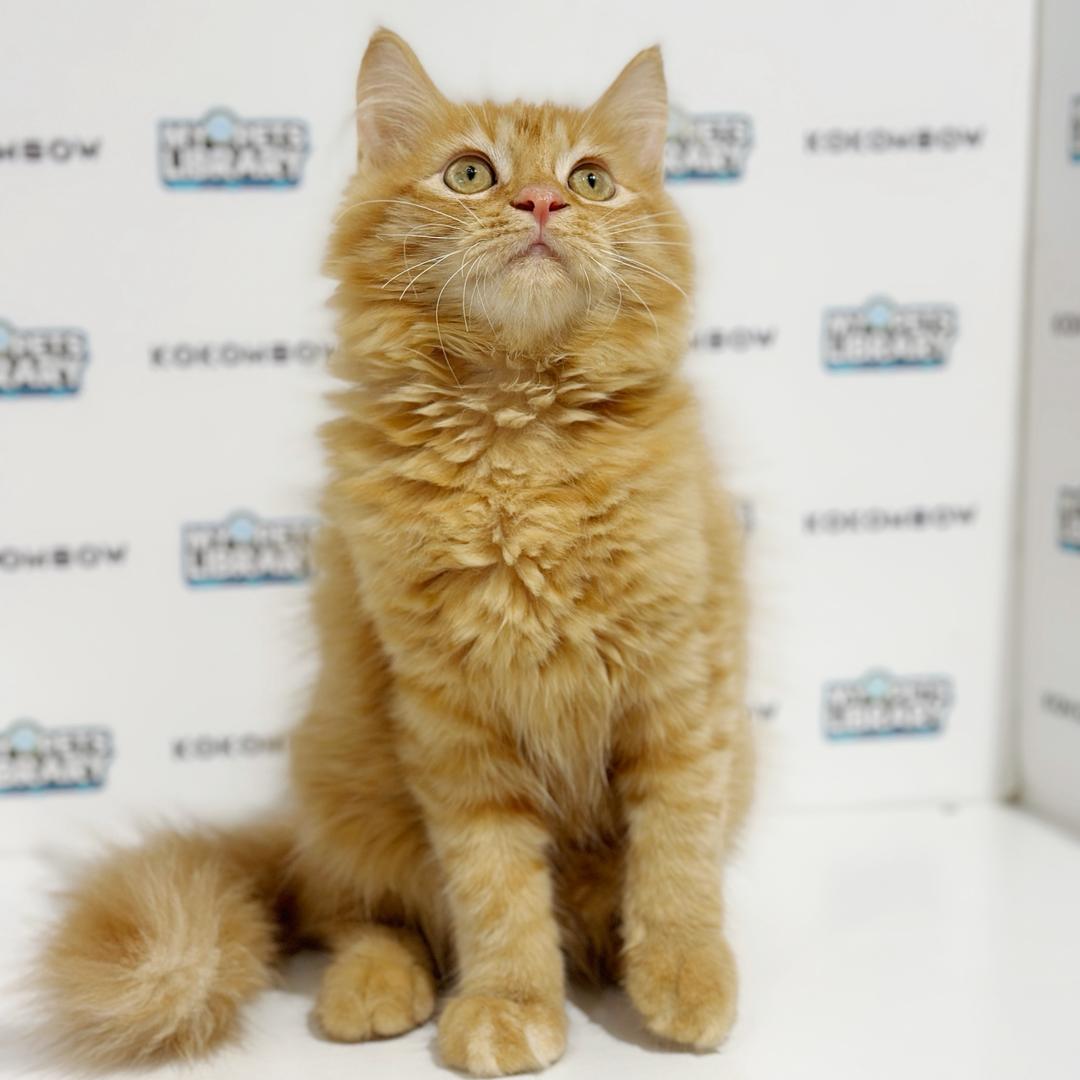 Scottishstraight Kitten