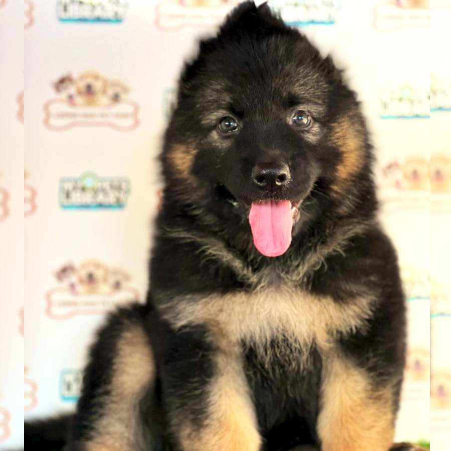 German Shepherd Puppy