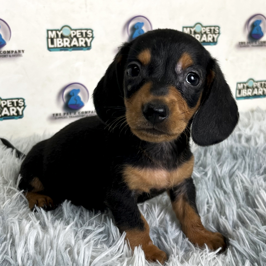 Dacshund Puppy