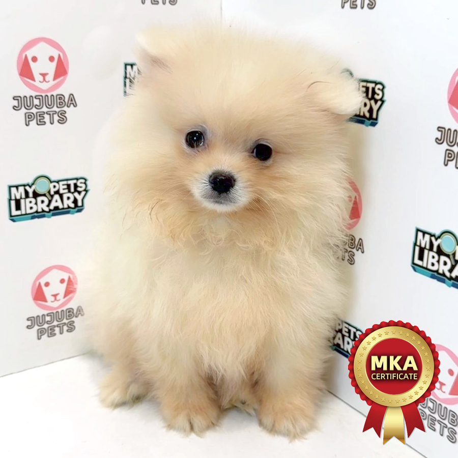 MKA Pomeranian Puppy