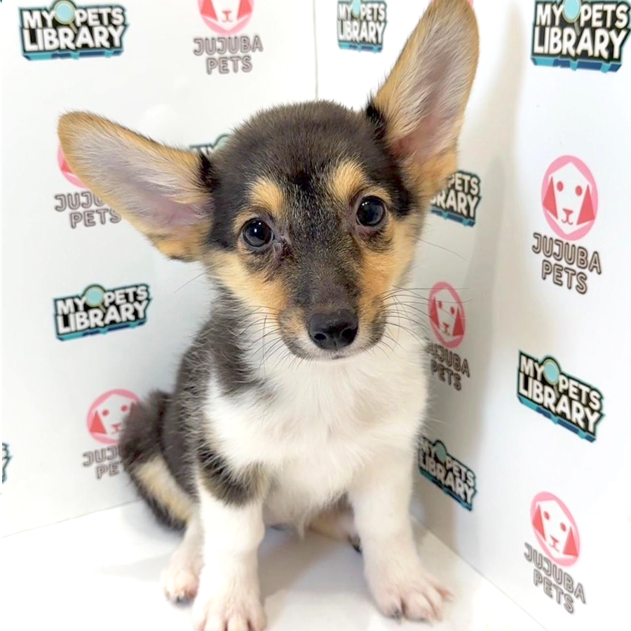 Welsh Corgi Puppy