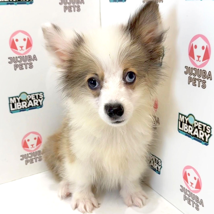 Welsh Corgi Puppy