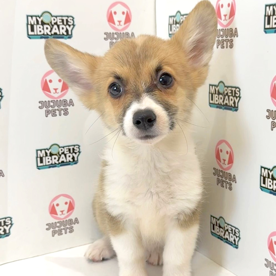 Welsh Corgi Puppy