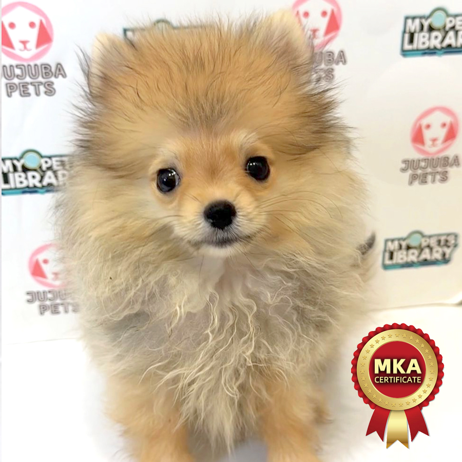 MKA Pomeranian Puppy