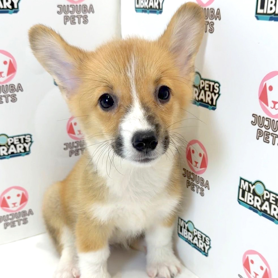 Welsh Corgi Puppy