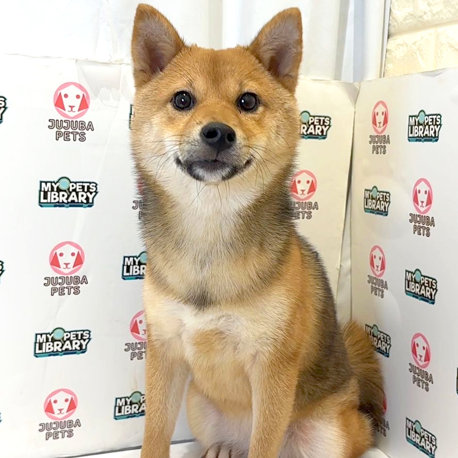 Mame Shiba Inu Puppy