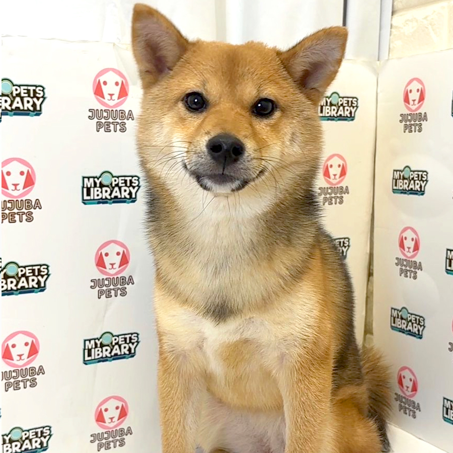 Shiba Inu - Mame