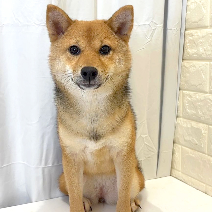 Shiba Inu - Mame