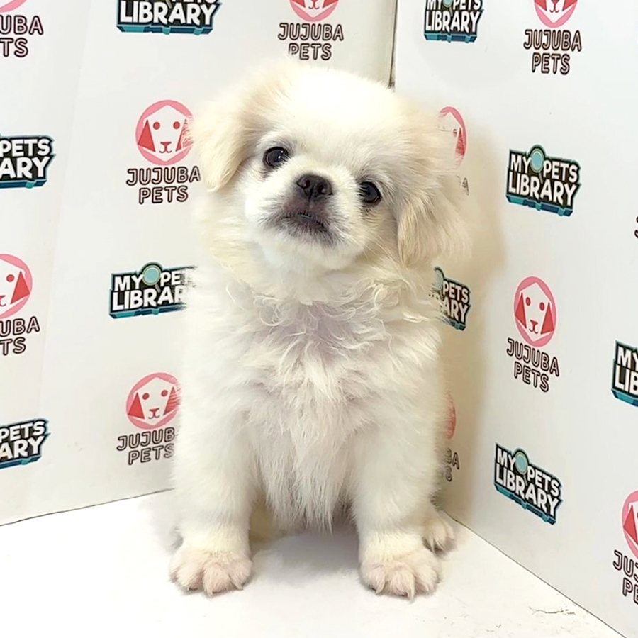 Pekingese Puppy