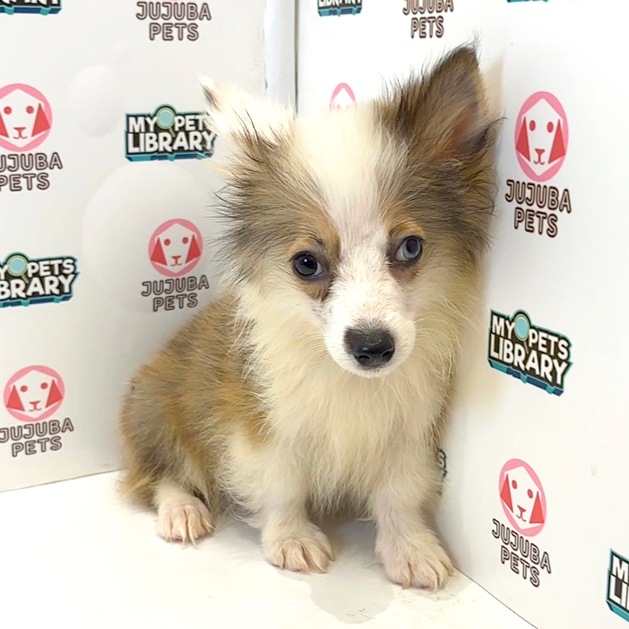 Welsh Corgi Puppy