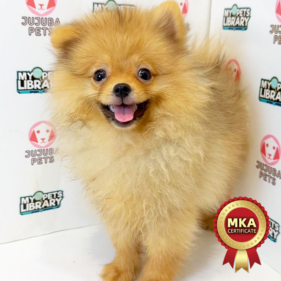 MKA Pomeranian Puppy