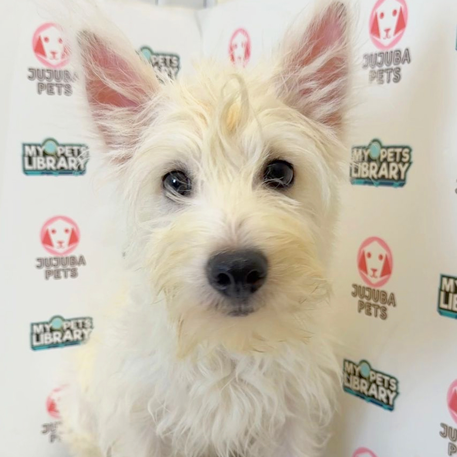 West Highland Terrier Puppy