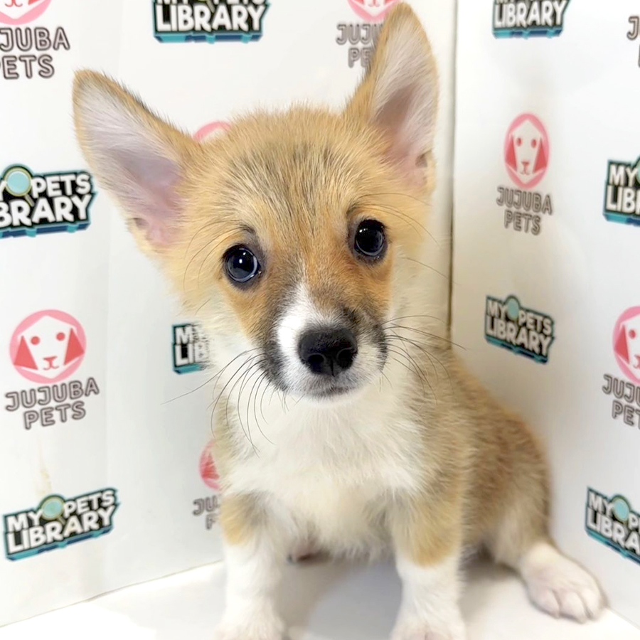 Welsh Corgi Puppy