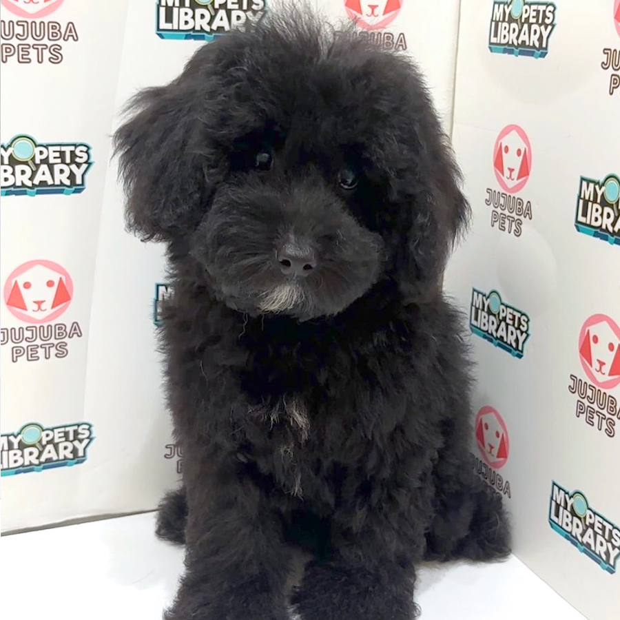 Toy Poodle Puppy