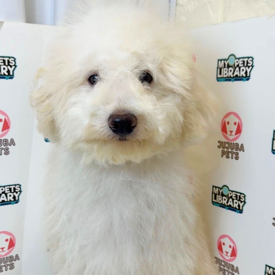 Toy Poodle Puppy