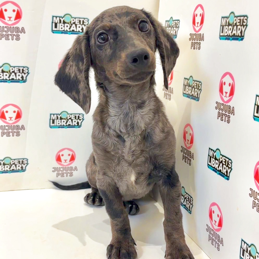 Dachshund Puppy