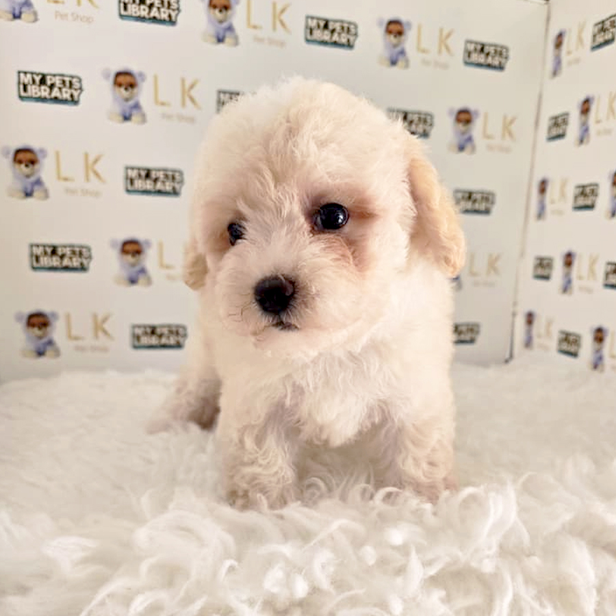 Maltipoo Puppy