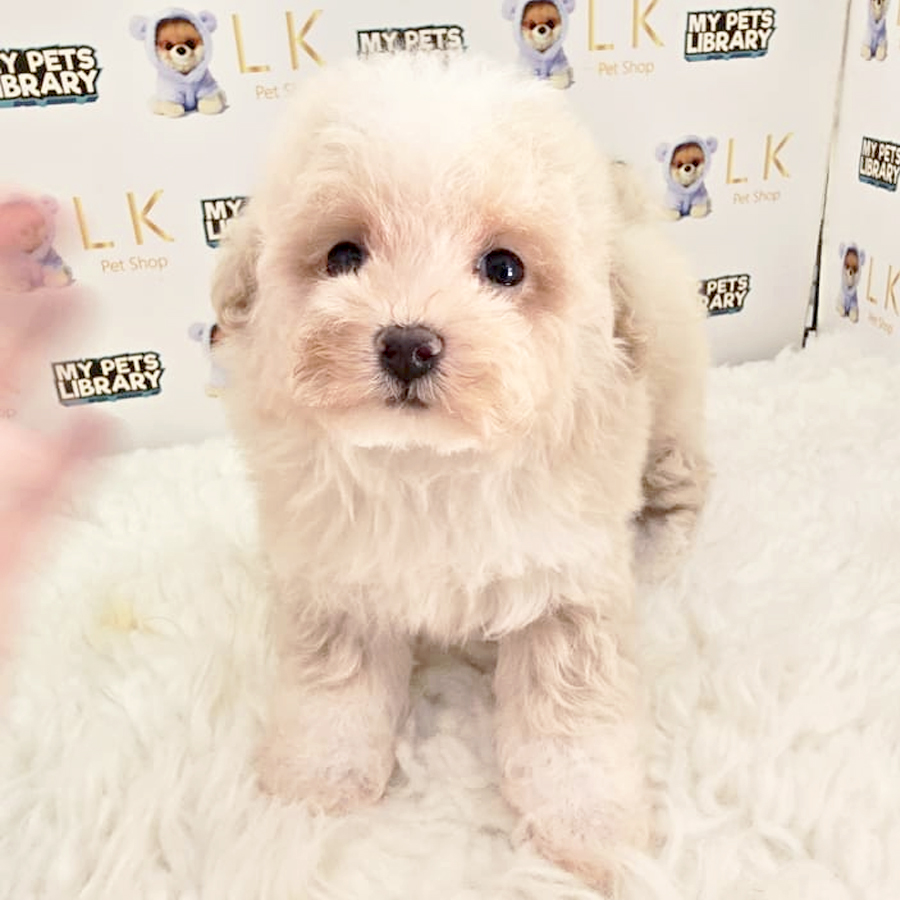 Tiny Maltipoo Puppy