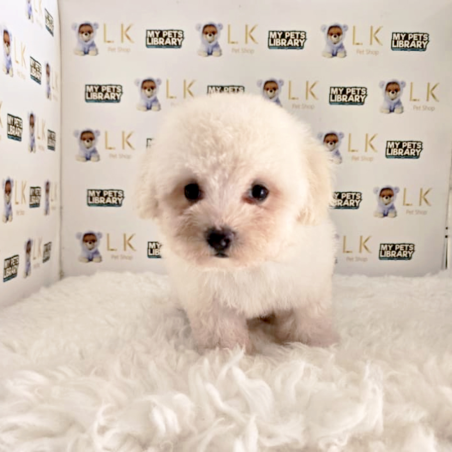 Poochon Puppy