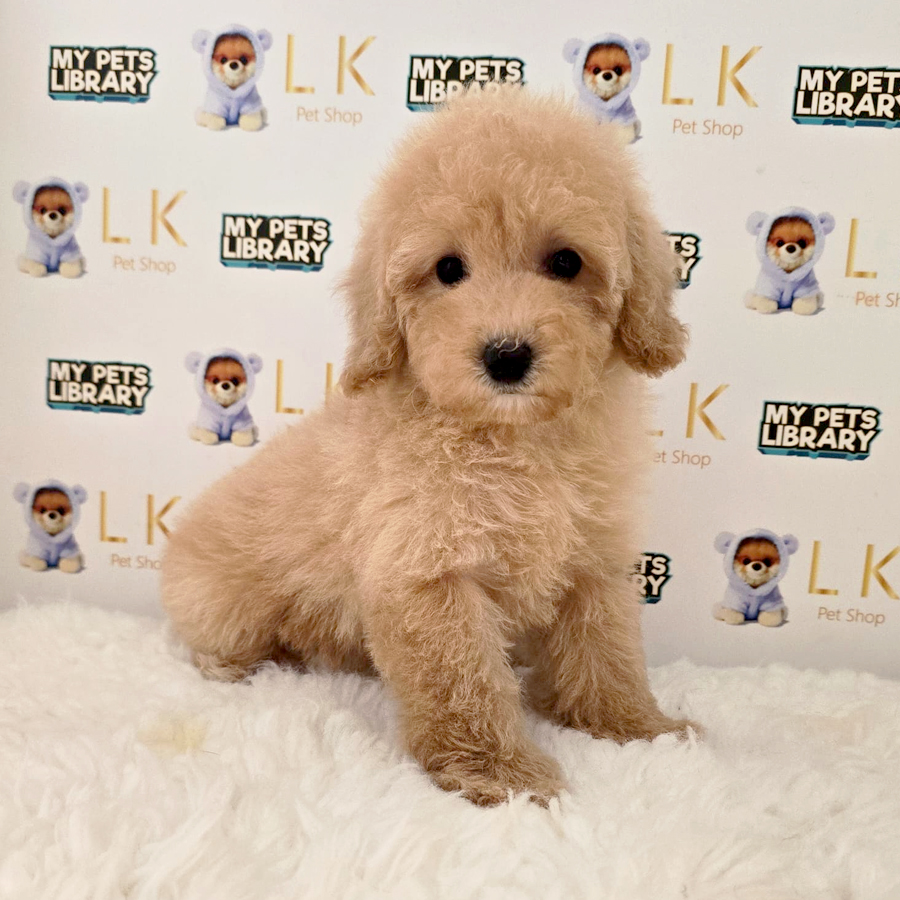 Toy Poodle Puppy