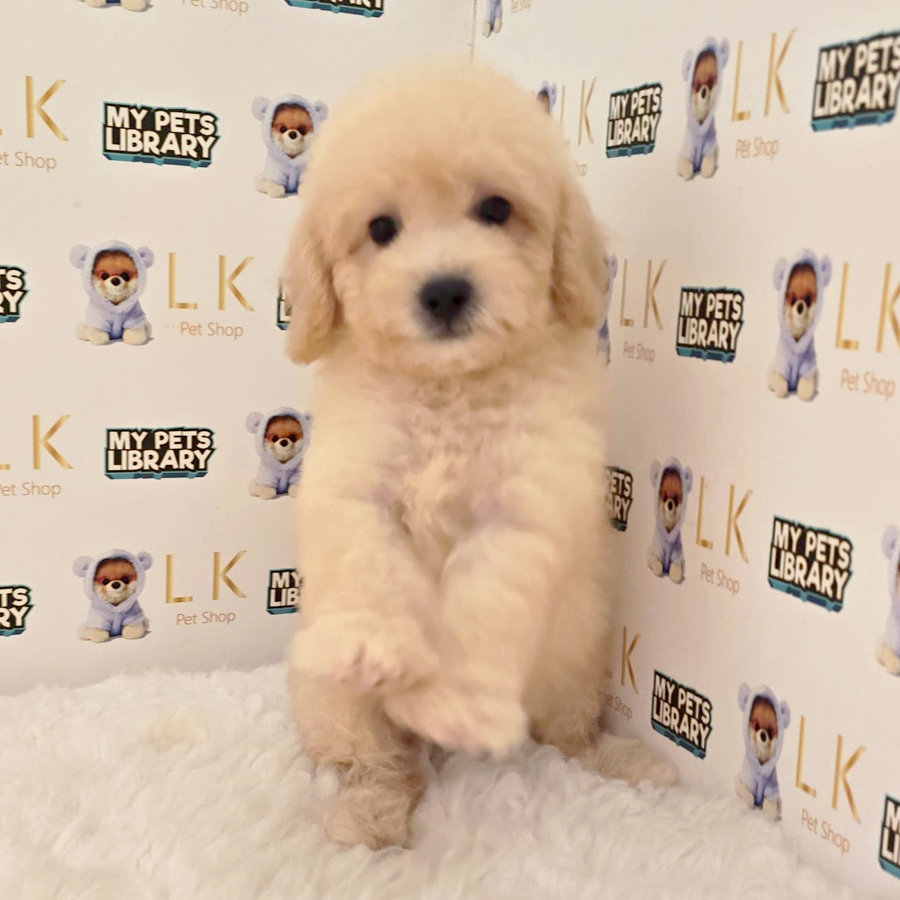 Toy Poodle Puppy