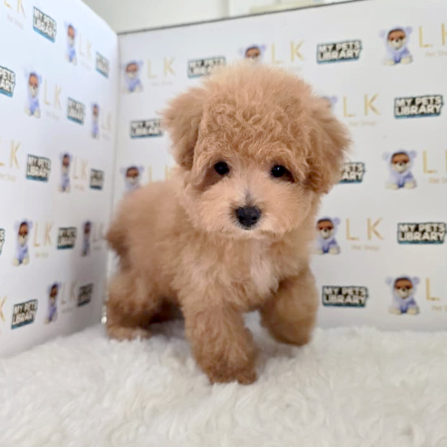 Poochon Puppy