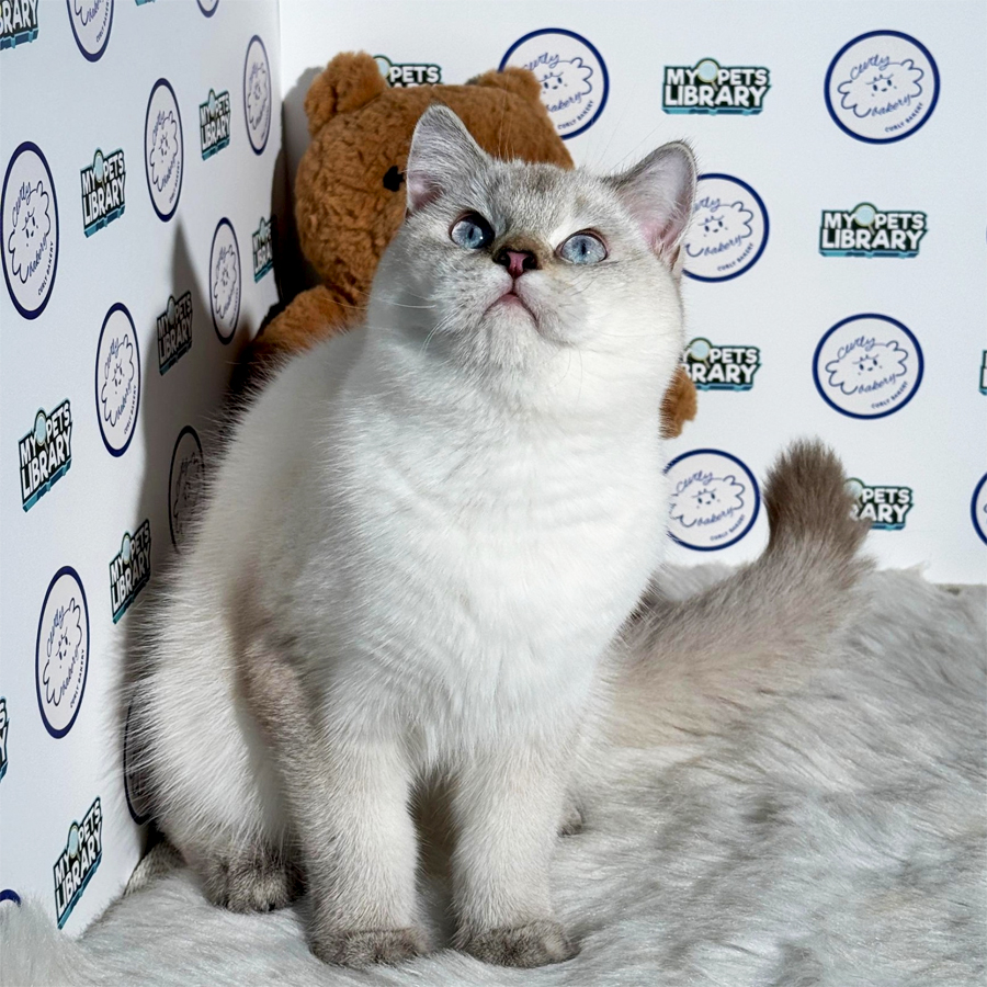 British Shorthair Kitten