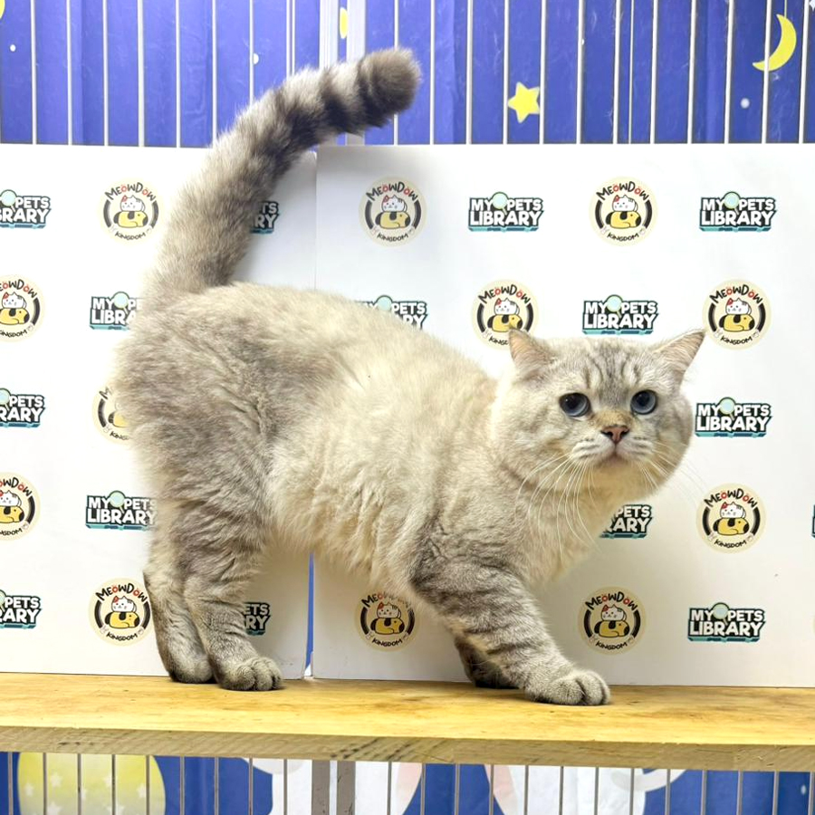 British Shorthair Kitten