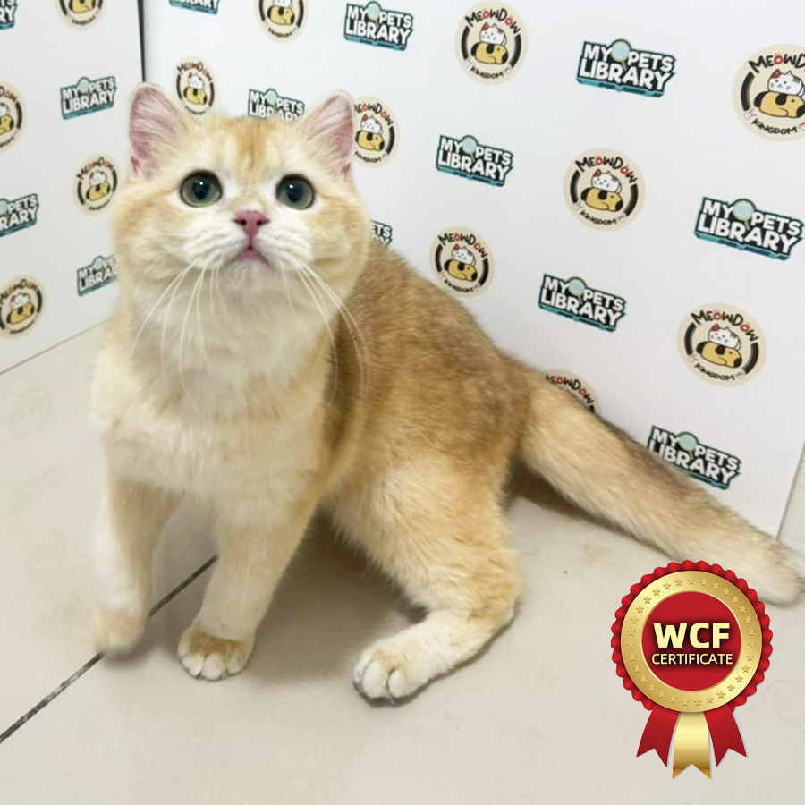 WCF British Shorthair Kitten