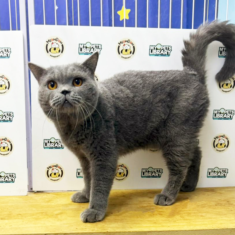 British Shorthair Kitten