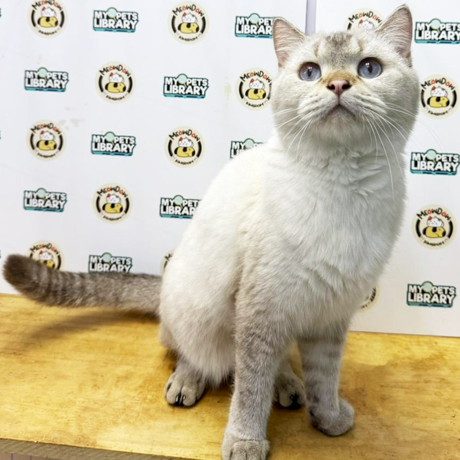 British Shorthair Kitten