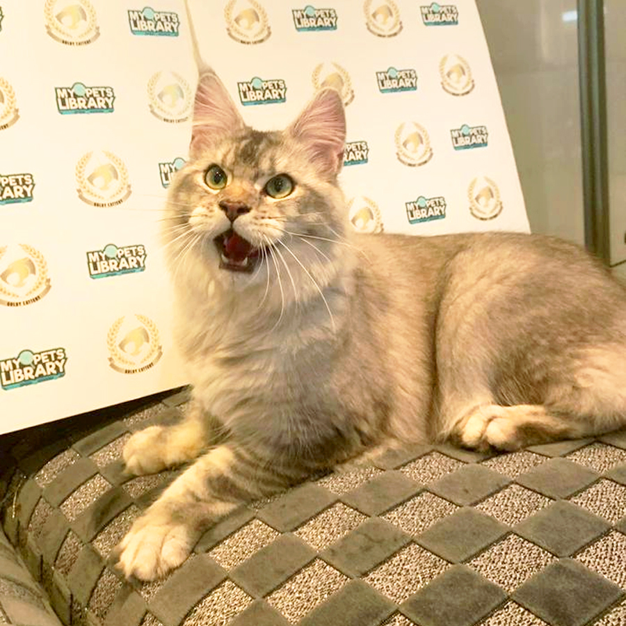 Maine Coon Kitten