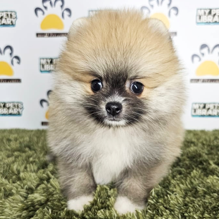 Tiny Pomeranian Puppy