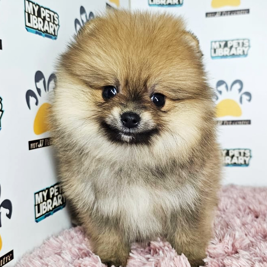 Tiny Pomeranian Puppy