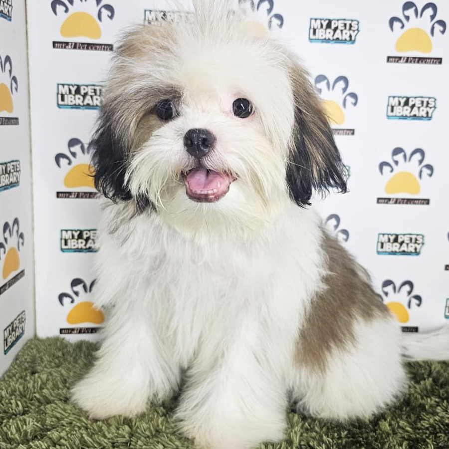Shih Tzu Puppy