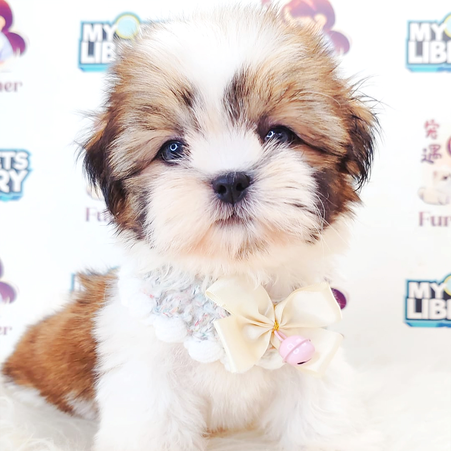 Shih Tzu Puppy