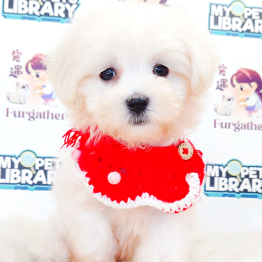 Maltese Puppy