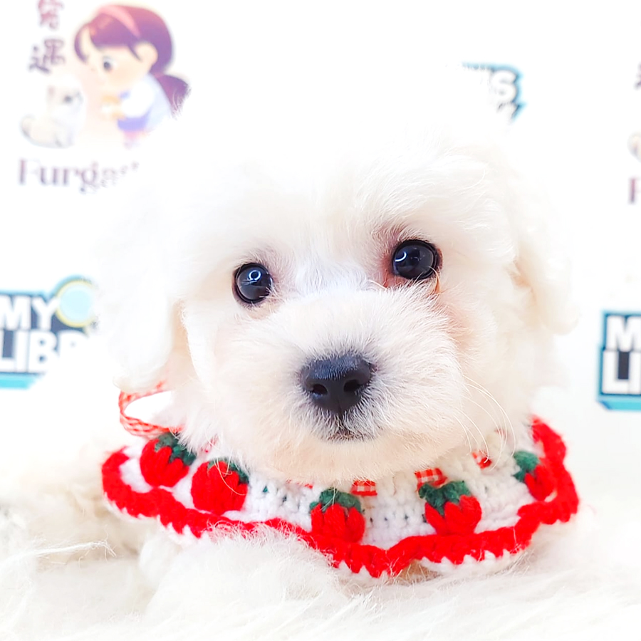 Bichon Frise Puppy