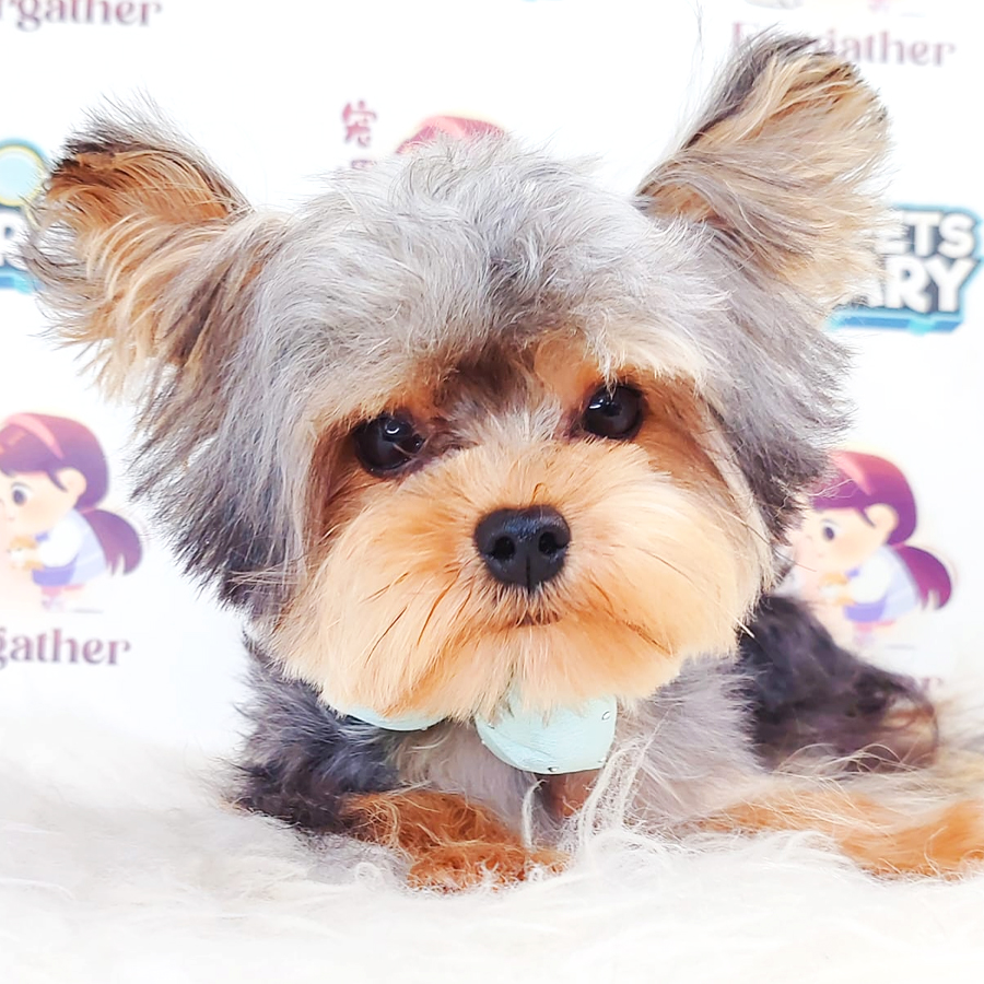 Yorkshire Terrier