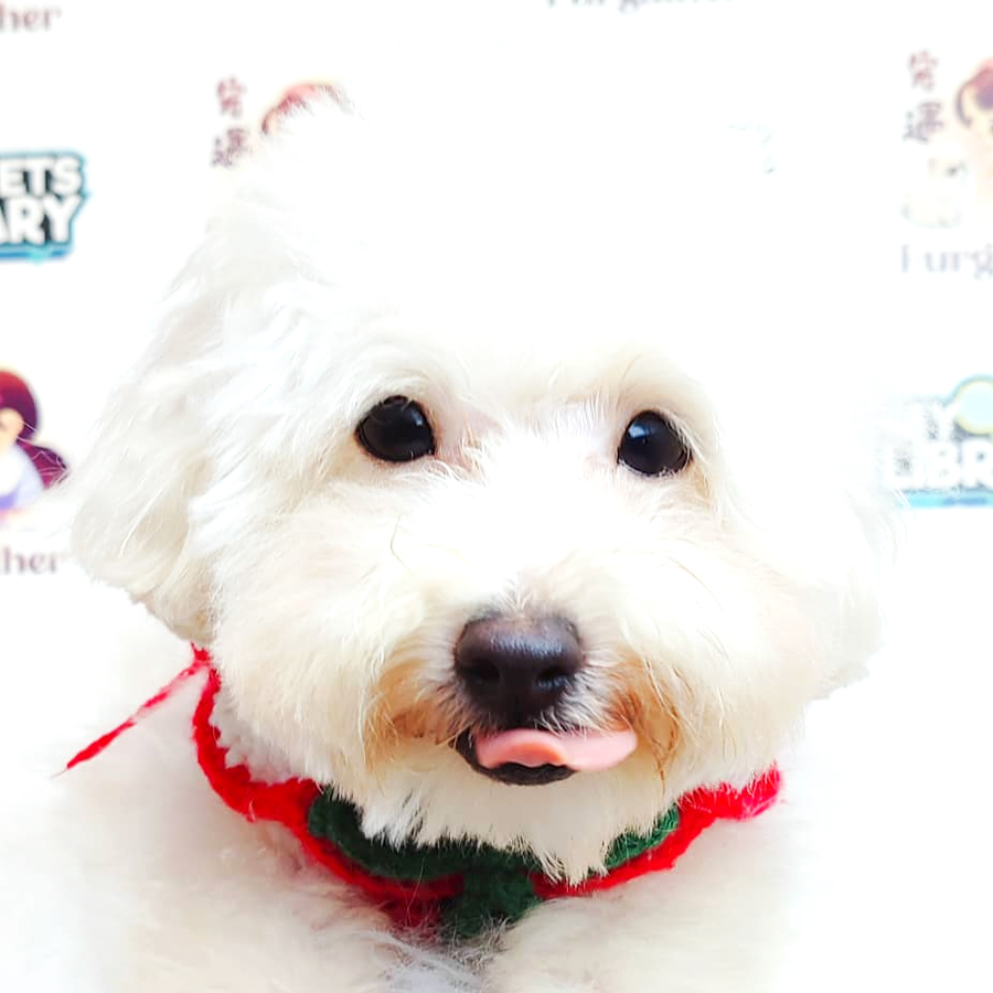 Maltipoo Puppy
