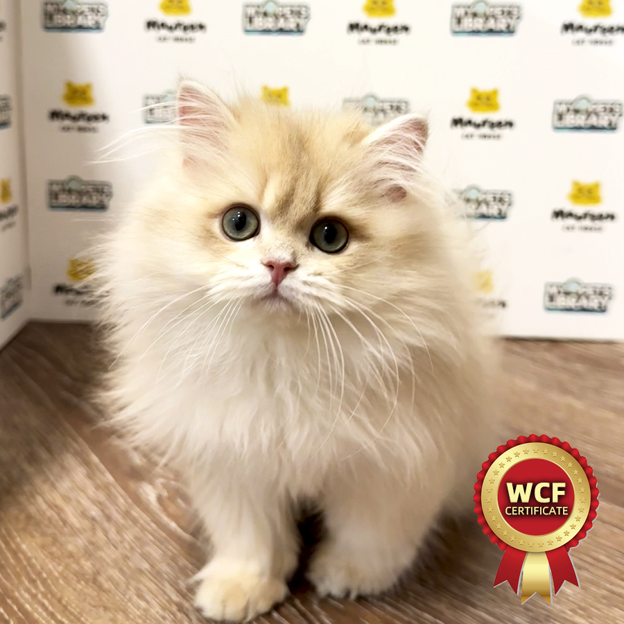 British Longhair Kitten